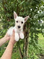 West Highland , a female West Highland White Terrier for sale in Orlando, FL – 1 of 5