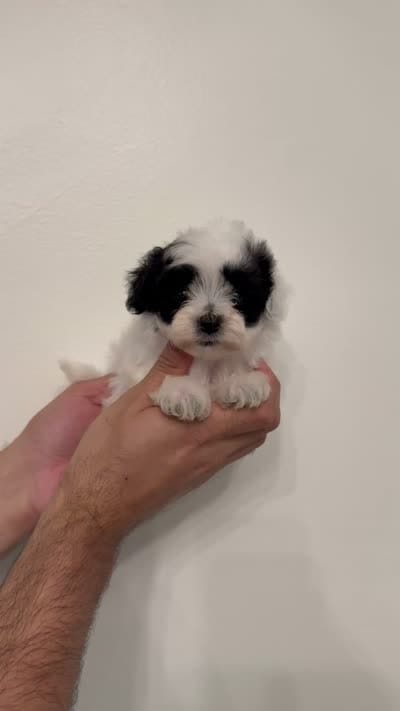 Maltipoo 5 , a male Maltipoo for sale in Orlando, FL – 6 of 6