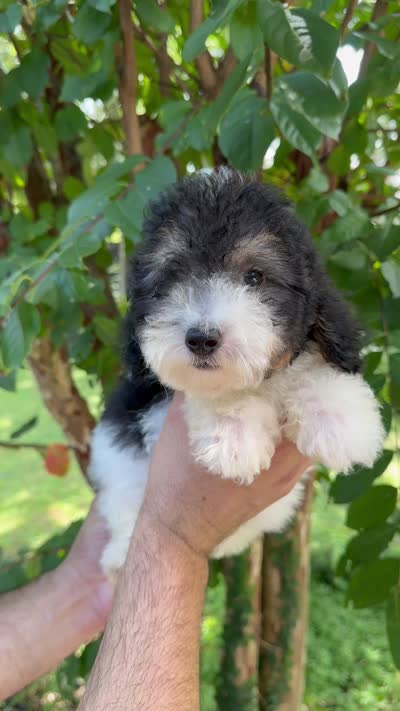 Poodle 2, a male Poodle - Miniature  for sale in Orlando, FL – 7 of 7