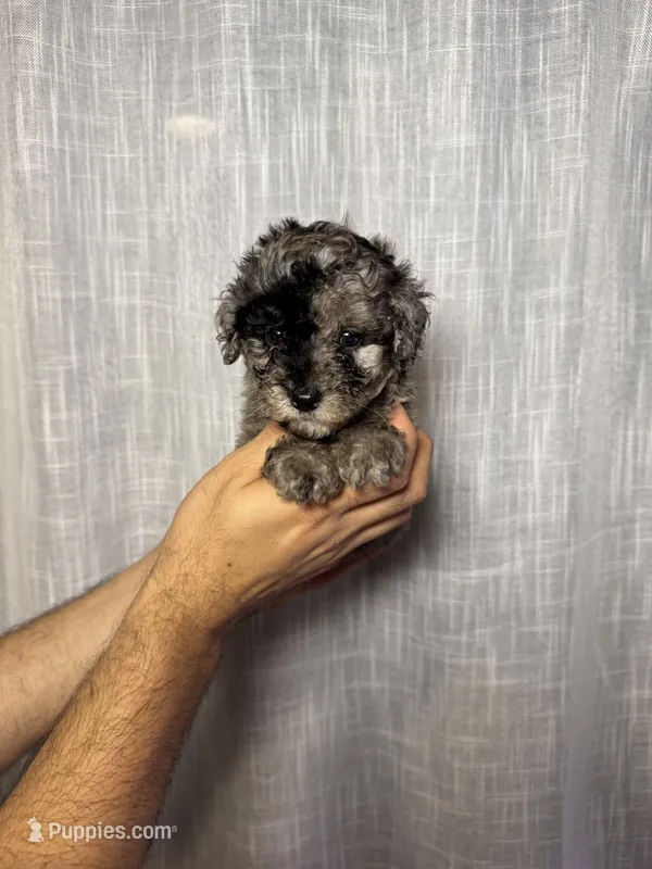 Toy Poodle – Poodle - Toy  puppy for sale in Orlando, FL