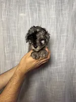Toy Poodle, a male Poodle - Toy  for sale in Orlando, FL – 1 of 7