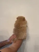 Pomeranian , a female Pomeranian for sale in Orlando, FL – 7 of 9