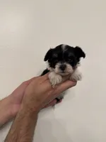 Maltipoo 4 teacup , a male Maltipoo for sale in Orlando, FL – 3 of 8