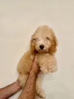 Poodle 1, a male Poodle - Miniature  for sale in Orlando, FL – 3 of 8