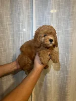 Cavapoo, a male Cavapoo for sale in Orlando, FL – 2 of 4