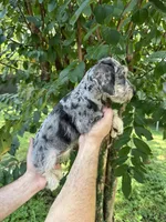 Schnauzer 5 , a female Miniature Schnauzer for sale in Orlando, FL – 5 of 8