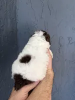 Toy Poodle , a male Poodle - Toy  for sale in Orlando, FL – Photo 3 of 5