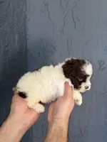 Toy Poodle , a male Poodle - Toy  for sale in Orlando, FL – Photo 4 of 5