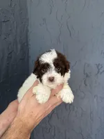 Toy Poodle , a male Poodle - Toy  for sale in Orlando, FL – Photo 2 of 5