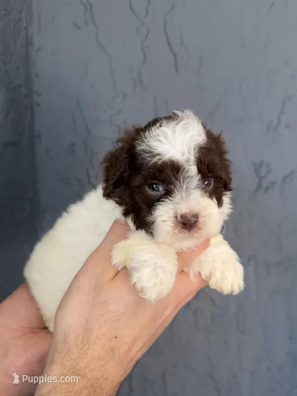 Toy Poodle  – Poodle - Toy  puppy for sale in Orlando, FL