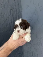 Toy Poodle , a male Poodle - Toy  for sale in Orlando, FL – Photo 5 of 5