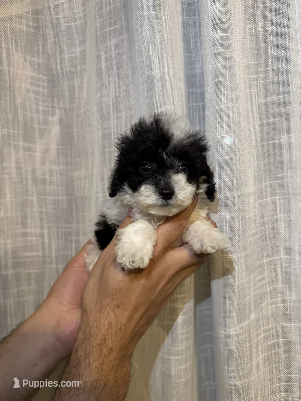 Toy Poodle  – Poodle - Toy  puppy for sale in Orlando, FL
