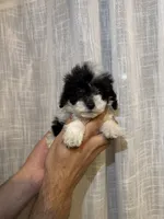 Toy Poodle , a male Poodle - Toy  for sale in Orlando, FL – 1 of 5