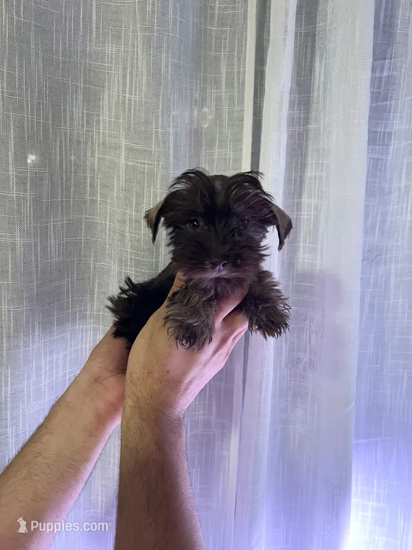 Toy Schnauzer  – Miniature Schnauzer puppy for sale in Orlando, FL