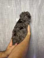 Toy Poodle, a male Poodle - Toy  for sale in Orlando, FL – 2 of 7