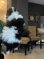 Taco , a male Poodle - Toy  for sale in Orlando, FL – 6 of 10