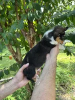 Corgi , a male Pembroke Welsh Corgi for sale in Orlando, FL – 6 of 7