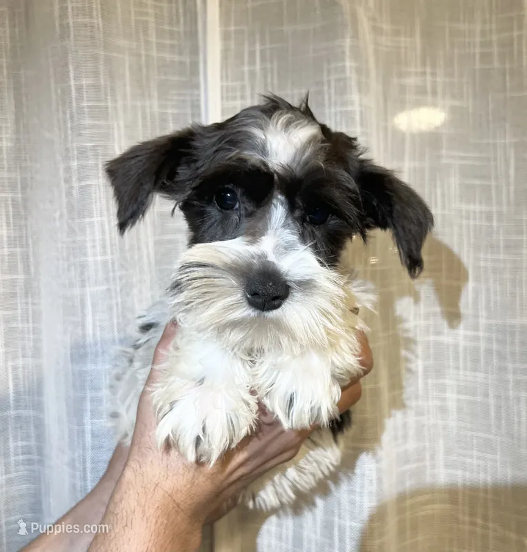 Miniature Schy – Miniature Schnauzer puppy for sale in Orlando, FL