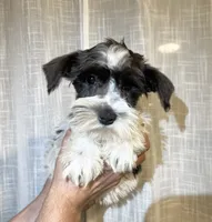Miniature Schy, a female Miniature Schnauzer for sale in Orlando, FL – 1 of 5