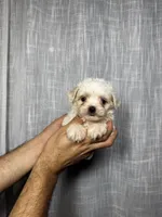 Maltese , a male Maltese for sale in Orlando, FL – 5 of 7