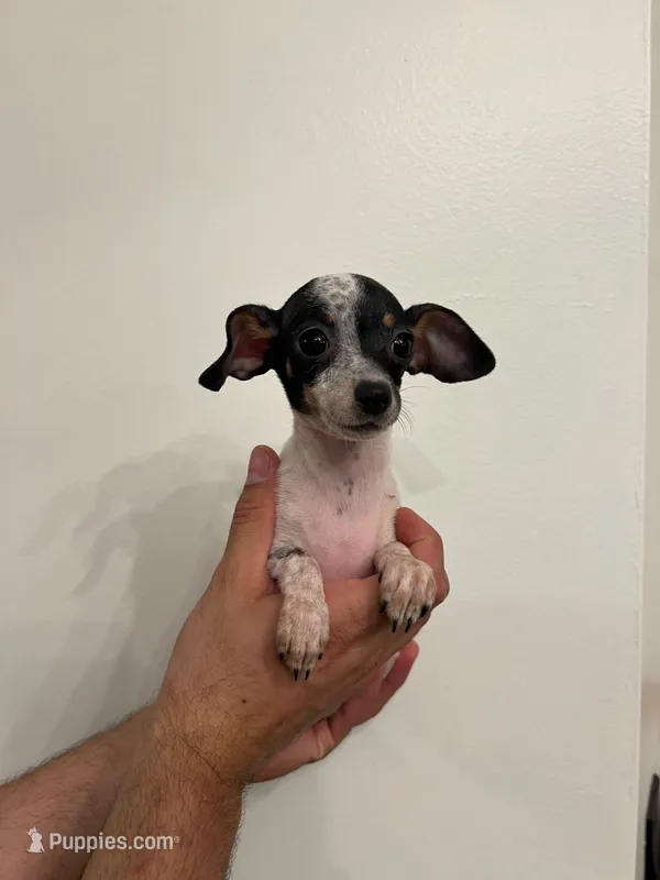 Chihuahua  – Chihuahua puppy for sale in Orlando, FL