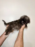 Shorkie , a male Shorkie for sale in Orlando, FL – 4 of 7