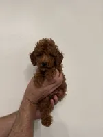 Red toy poodle 1, a female Poodle - Toy  for sale in Orlando, FL – 2 of 7