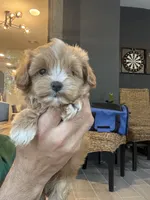 Maltipoo, a male Maltipoo for sale in Orlando, FL – 3 of 9