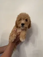 Cavapoo, a male Cavapoo for sale in Orlando, FL – 4 of 6