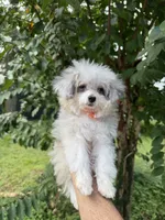 Teacup , a male Aussiedoodle for sale in Orlando, FL – 4 of 6