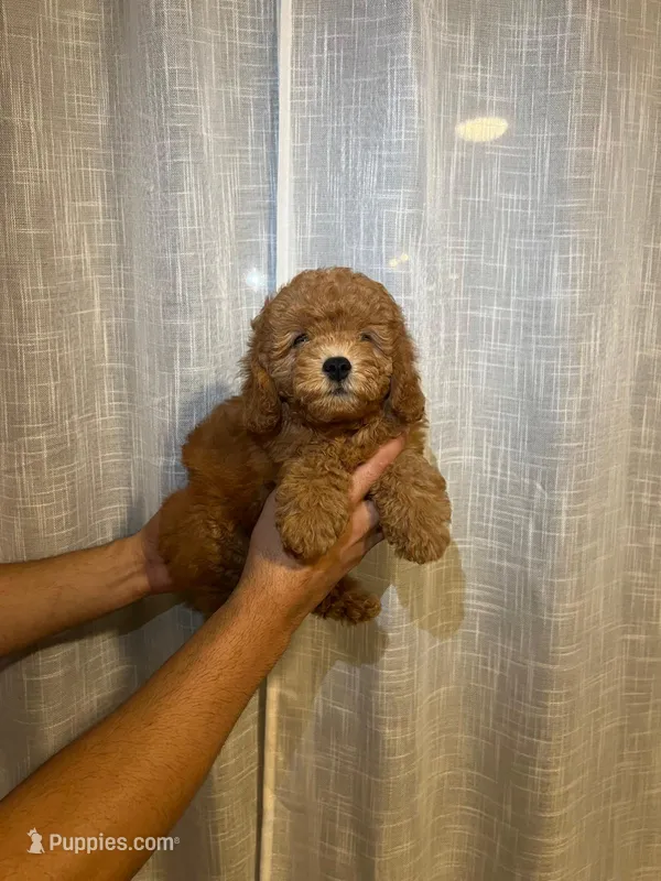 Cavapoo – Cavapoo puppy for sale in Orlando, FL