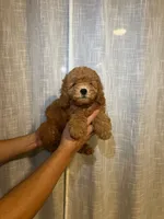 Cavapoo, a male Cavapoo for sale in Orlando, FL – 1 of 4