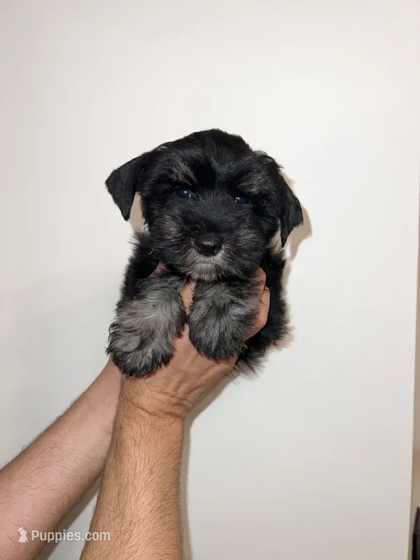 Schnauzer  – Miniature Schnauzer puppy for sale in Orlando, FL