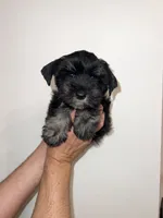 Schnauzer , a male Miniature Schnauzer for sale in Orlando, FL – 1 of 5