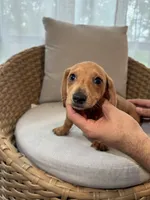 Miniature Dachshund , a male Miniature Dachshund for sale in Orlando, FL – 5 of 6