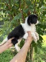 Japanese Chin, a female Japanese Chin for sale in Orlando, FL – 2 of 7