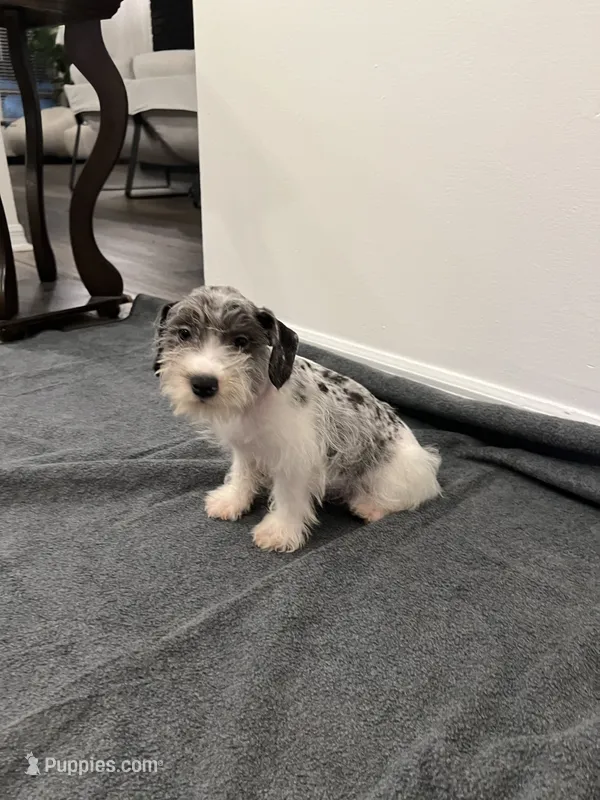 Miniature Schnauzer  – Miniature Schnauzer puppy for sale in Orlando, FL
