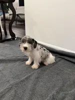 Miniature Schnauzer , a male Miniature Schnauzer for sale in Orlando, FL – 1 of 7