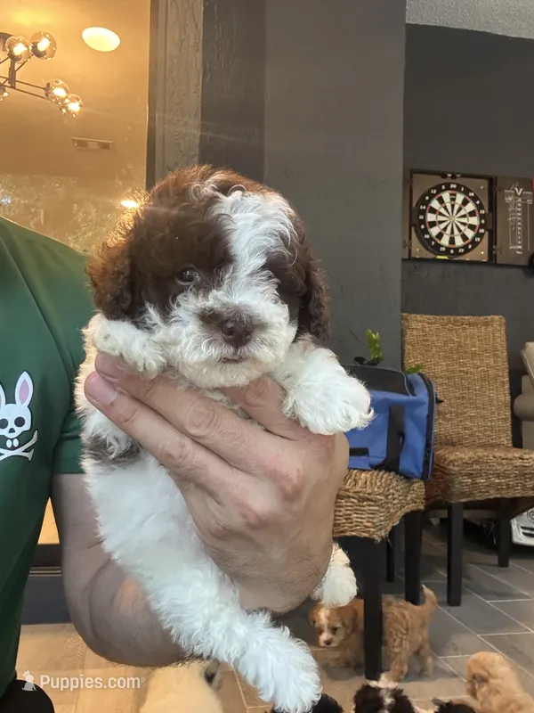 Toy Poodle  – Poodle - Toy  puppy for sale in Orlando, FL