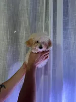 Toy Poodle , a male Poodle - Toy  for sale in Orlando, FL – 5 of 7