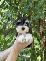 Schnauzer 1, a female Miniature Schnauzer for sale in Orlando, FL – 6 of 7