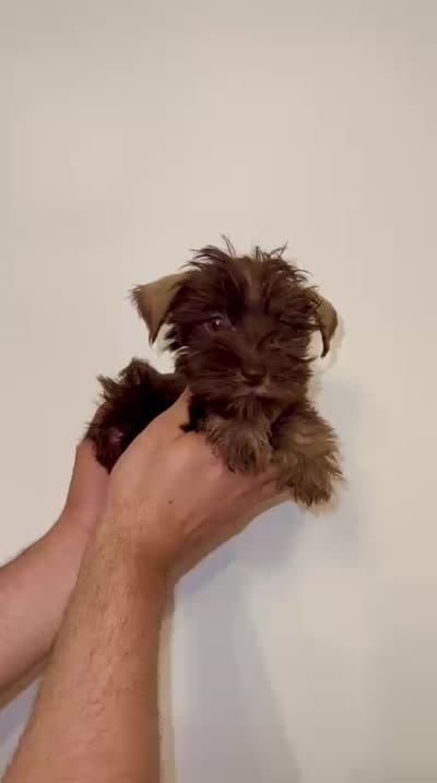 Toy Schnauzer , a male Miniature Schnauzer for sale in Orlando, FL – 4 of 4