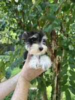 Schnauzer 1, a female Miniature Schnauzer for sale in Orlando, FL – 2 of 7