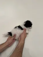 Maltipoo 1, a female Maltipoo for sale in Orlando, FL – 3 of 7