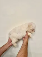 Bichon , a male Bichon Frise for sale in Orlando, FL – 2 of 6