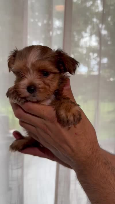 Yorkshire , a female Yorkshire Terrier for sale in Orlando, FL – 6 of 6