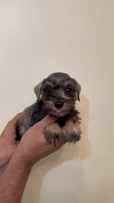 Miniature Schnauzer , a female Miniature Schnauzer for sale in Orlando, FL – 8 of 8