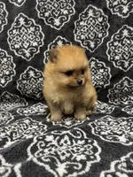 Teacup , a female Pomeranian for sale in Orlando, FL – 2 of 5