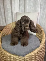 América Cocker Spaniel (Rudy), a female Cocker Spaniel for sale in Orlando, FL – 7 of 10