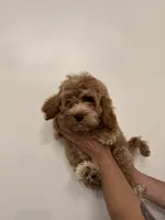 Cockapoo, a male Cockapoo for sale in Orlando, FL – 2 of 7
